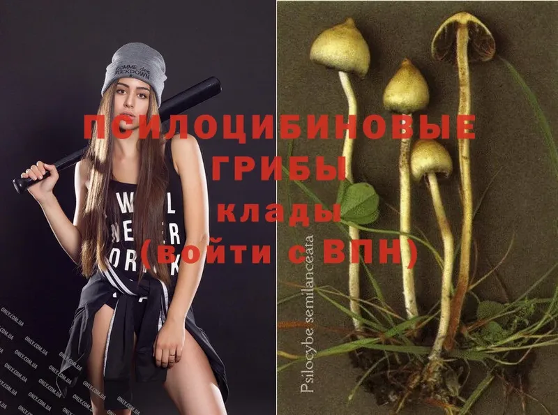 Псилоцибиновые грибы GOLDEN TEACHER  где купить наркоту  Киселёвск 